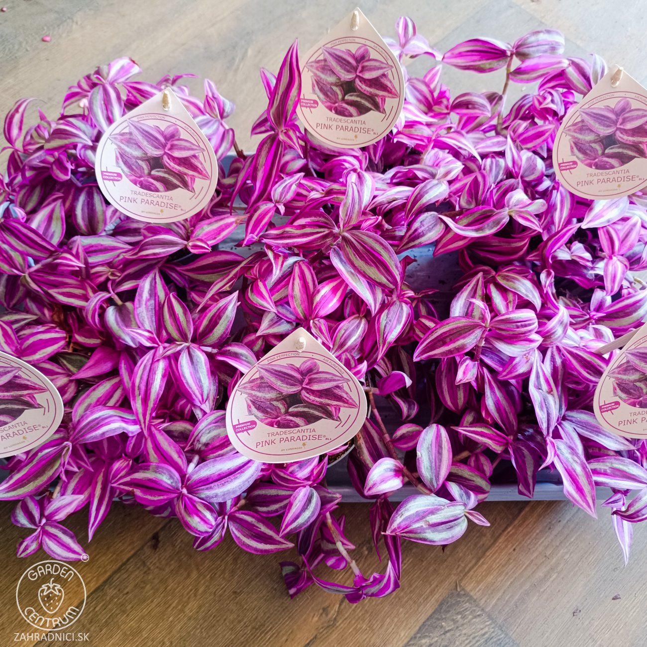 Obrázok Tradescantia fluminensis ‘Pink Paradise’ - výška 5-10 cm ⌀ 20-30 cm, kont. C1L
